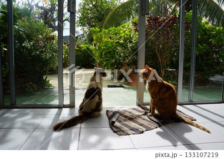 猫仲間の昼下がり 133107219