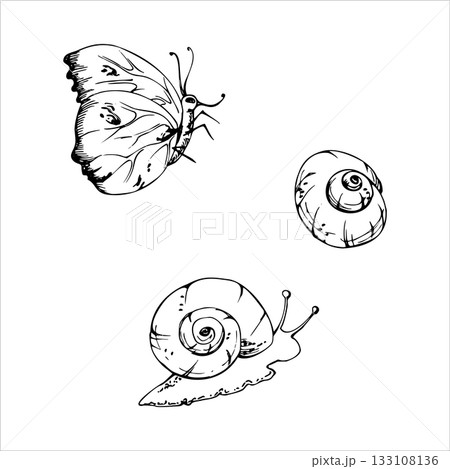 Common brimstone, clouded yellow butterfly, white garden snail spiral shell, animal insect. isolated illustration hand drawn in vector ink. Rustic decor, garden pest infographics poster, scrapbooking Common brimstone, clouded yellow butterfly, white garden snail spiral shell, animal insect. isolated illustration hand drawn in vector ink. Rustic decor, garden pest infographics poster, scrapbooking 133108136