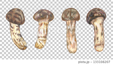 松茸的插圖 133108207