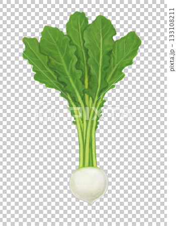 Illustration of turnip 133108211
