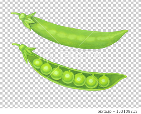 豌豆的插圖 133108215
