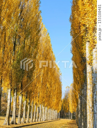 散歩途中に出逢う ベルリンの美しい秋景色 散歩途中に出逢う ベルリンの美しい秋景色 133108481
