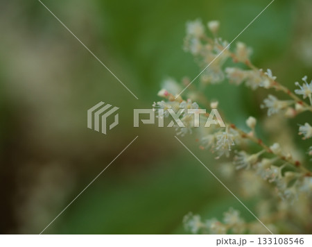 11月に可憐に咲いたアマミイタドリ 133108546