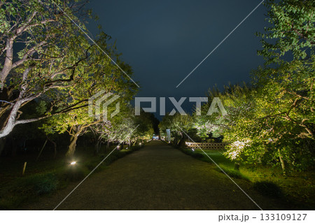 水戸の萩まつり ライトアップ 2025 萩まつりの時期も通路が明るい♪ 133109127