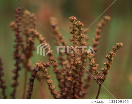 10月に色付き始めた赤茶色で可憐なタコノアシ（蛸の足）の実 133109146