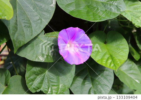 きれいに咲いたノアサガオの花 きれいに咲いたノアサガオの花 133109404