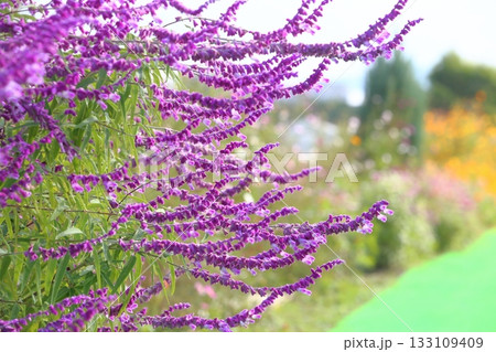 花壇に咲いたサルビアの花 花壇に咲いたサルビアの花 133109409