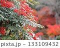 色づいたナンテンの実 133109432