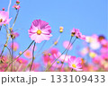 ピンクのコスモスと青空 133109433