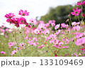満開のコスモスの花 133109469