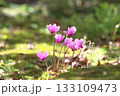 公園に咲いたシクラメンの花 133109473