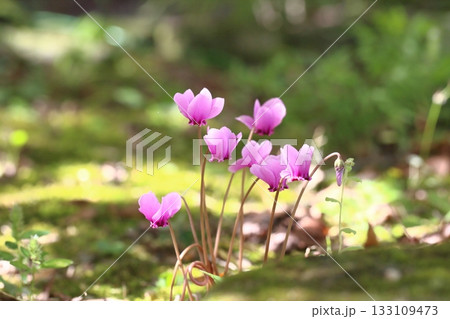 公園に咲いたシクラメンの花 公園に咲いたシクラメンの花 133109473