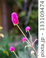 センニチコウの花 133109474