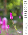 ノゲイトウの花 133109475