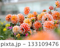 奇麗に咲いたオレンジ色のダリア 133109476