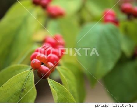 10月に美しく実った赤いハナヒョウタンボクの実 10月に美しく実った赤いハナヒョウタンボクの実 133109486