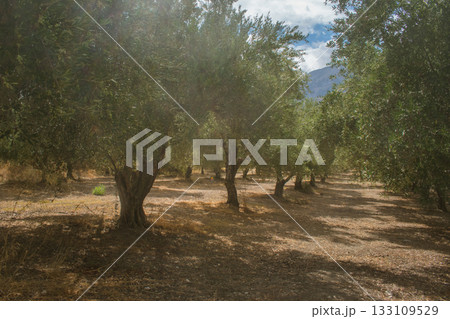 Olive plantations in Crete during autumn before harvest season. Olive plantations in Crete during autumn before harvest season. 133109529