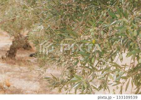 Branch of olive tree with small green olives in rays of Greek sun. 133109539