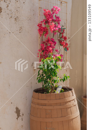 Lush pink Bougainvillea in a terracotta pot by a rustic door: classic Mediterranean patio 133109549