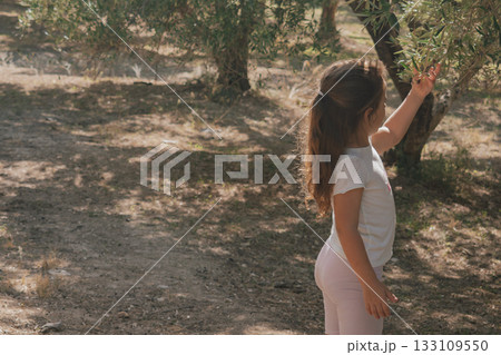 Child in olive grove reaching up to touch the leaves and young olives on the tree 133109550