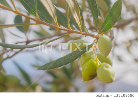 Cluster of green olives on branch in Mediterranean sunlight. 133109580