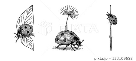 てんとう虫の手描きペンイラストセット、Hand-Drawn Ladybug Pen Illustra てんとう虫の手描きペンイラストセット、Hand-Drawn Ladybug Pen Illustra 133109658