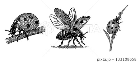 てんとう虫の細密ペンイラストセット てんとう虫の細密ペンイラストセット 133109659