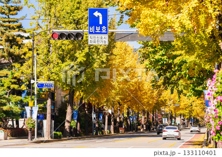 秋のソウル　景福宮沿いの孝子路イチョウ並木 133110401