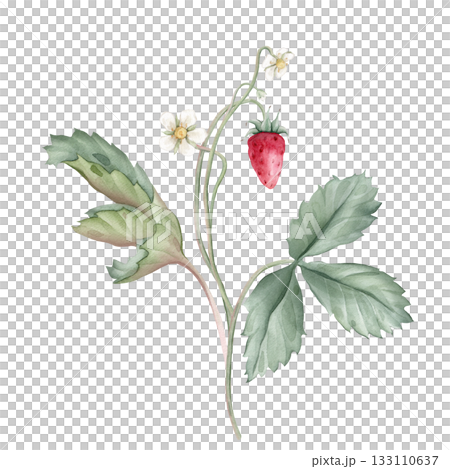 Composition with Wild Strawberry branches and white flower . Hand drawn watercolor illustration of Woodland strawberry plant green leaves and red wild berries on isolated background. 133110637