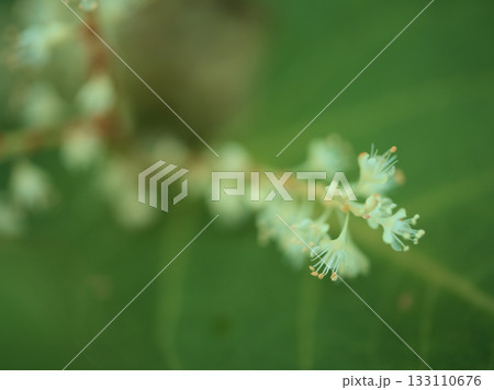 10月に可憐に咲いたアマミイタドリ 133110676