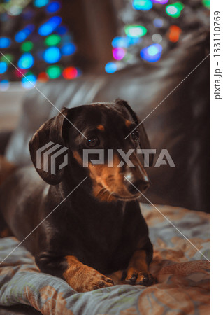 Adorable dachshund dog lying on couch with colorful Christmas lights in background 133110769
