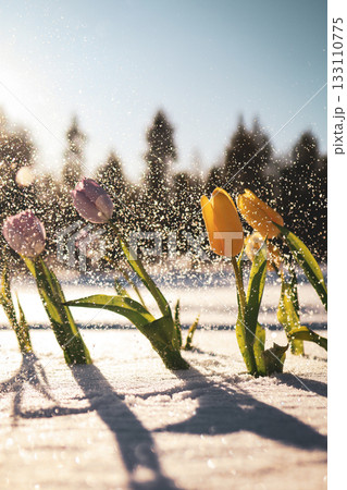 Colorful tulips standing in snowy field under falling snowflakes, beautiful spring awakening scene Colorful tulips standing in snowy field under falling snowflakes, beautiful spring awakening scene 133110775