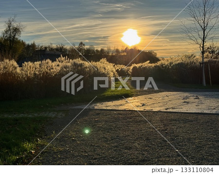 Golden sunset over decorative grass in a park 133110804
