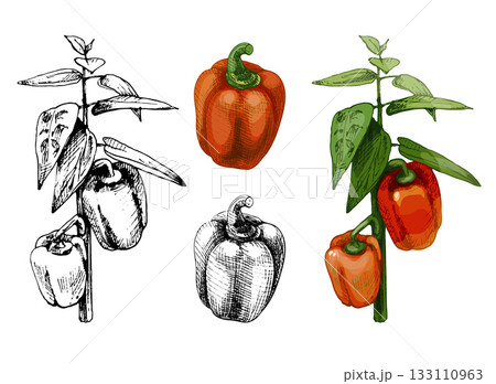 Branch of sweet bell peppers plant with leaf. Vintage vector hatching 133110963