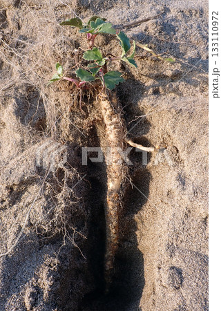 ハマボウフウ(秋田市新屋三つ小屋・2025/10/30) ハマボウフウ(秋田市新屋三つ小屋・2025/10/30) 133110972