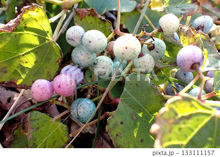 ノブドウ（男鹿半島入道崎弁天丘・251105） 133111157