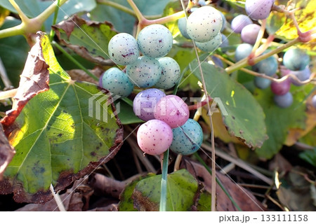 ノブドウ（男鹿半島入道崎弁天丘・251105） 133111158