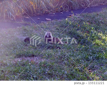 アナグマ(男鹿半島桜島野営場・251105) アナグマ(男鹿半島桜島野営場・251105) 133111221