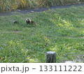 アナグマ（男鹿半島桜島野営場・251105） 133111222