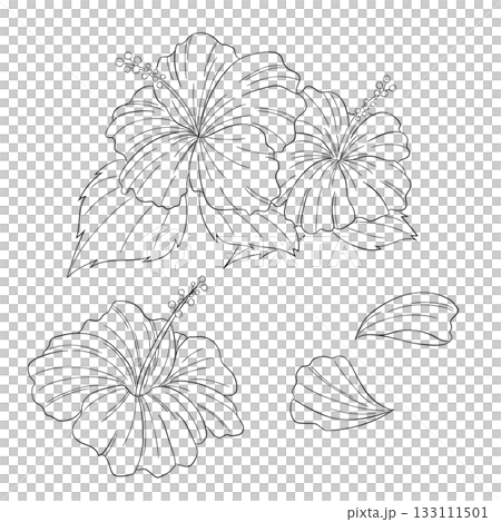 西方草本植物「木槿」的向量線條畫插圖 133111501