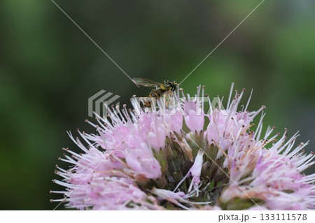 秋の庭に咲くピンク色のダンギクの花の蜜を吸うミナミヒメヒラタアブ 133111578