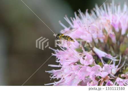 秋の庭に咲くピンク色のダンギクの花の蜜を吸うミナミヒメヒラタアブ 秋の庭に咲くピンク色のダンギクの花の蜜を吸うミナミヒメヒラタアブ 133111580