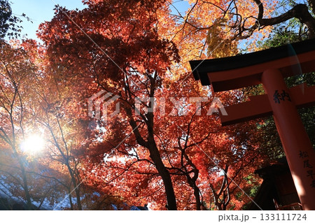 紅葉と鳥居　赤い風景 133111724