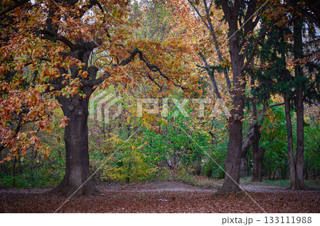 Vibrant leaves fill the forest floor in fall. Vibrant leaves fill the forest floor in fall. 133111988