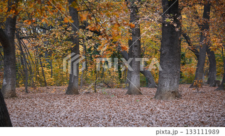Colorful leaves cover the ground in a wooded area. Colorful leaves cover the ground in a wooded area. 133111989