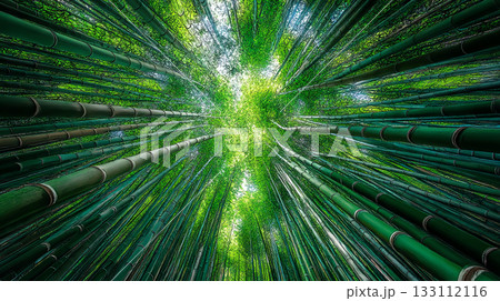 竹林の上を見上げた美しい風景 竹林の上を見上げた美しい風景 133112116