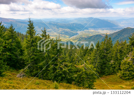 coniferous forest in mountain landscape. scenic place in synevyr national park in carpathian mountains. panoramic view of valley and lush green slope. cloudy sky. photo tourism concept for inspiration coniferous forest in mountain landscape. scenic place in synevyr national park in carpathian mountains. panoramic view of valley and lush green slope. cloudy sky. photo tourism concept for inspiration 133112204