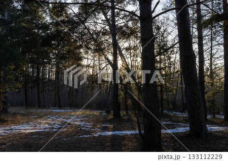 A tranquil forest scene at sunset with tall pines and bare branches 133112229