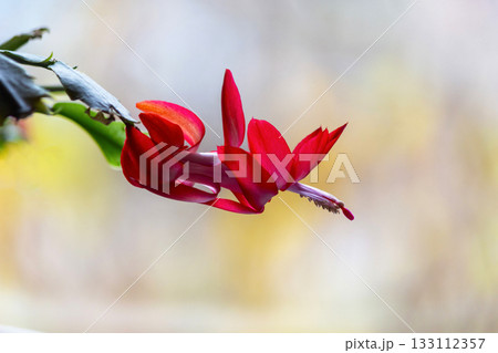 Macro shot of a Schlumberger Christmas cactus with a red flower on a blurred autumn background. 133112357