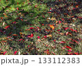桜の落ち葉_01 133112383
